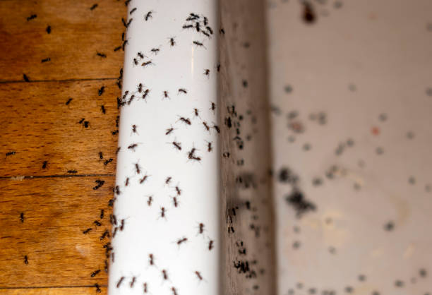 Best Exterminator Services  in Montour Falls, NY